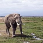 Des nouvelles de Béatrice et Sylvain en volontariat au Kenya